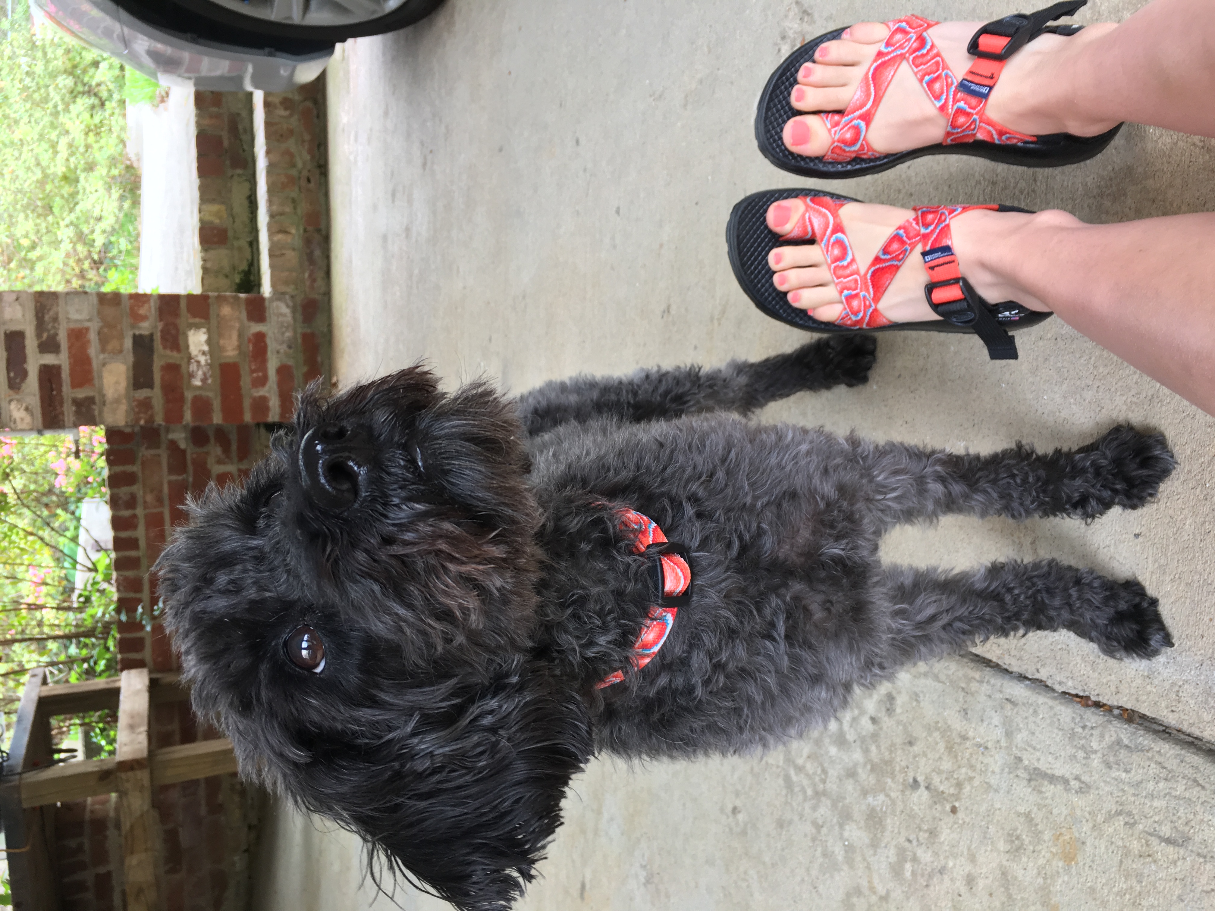 dog chacos sandals